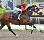 Rocket Man<br>Photo by Singapore Turf Club